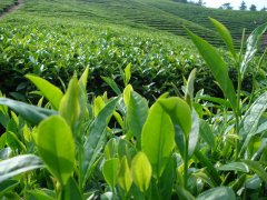 茶叶中稀土的限量标准
