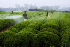 茶园农药的使用有哪些优化技术